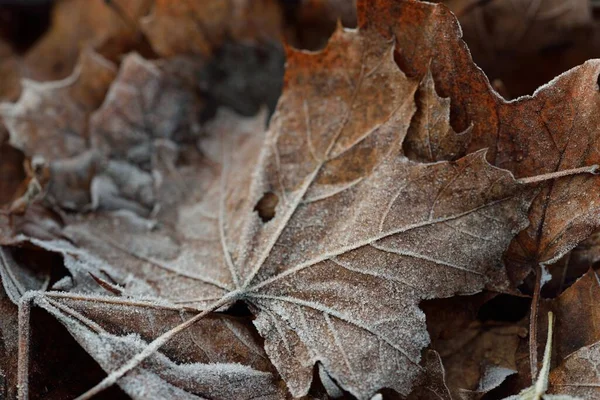 Lesní Dno Hnědých Javorových Listů Křišťálově Čistý Chraplavý Textura Pozadí — Stock fotografie