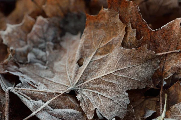 Forest floor of brown maple leaves, crystal clear hoarfrost. Texture, background, wallpaper, graphic resources. Silver and golden colors. Dark tones. First snow, climate change, nature, environment