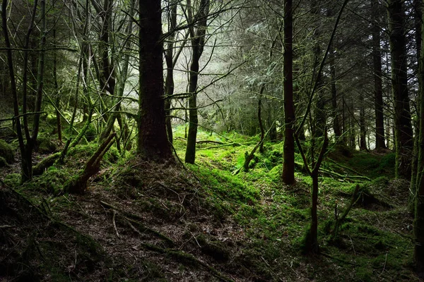 Scena Della Foresta Oscura Vecchi Abeti Muschiati Foglie Felce Primo — Foto Stock