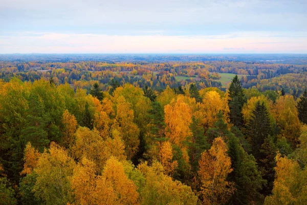 Malerische Panorama Luftaufnahme Des Farbenfrohen Herbstwaldes Goldene Rote Orange Gelbe — Stockfoto