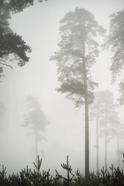 Cenário Monocromático Pitoresco Floresta Perene Denso Nevoeiro Branco Nascer Sol — Fotografia de Stock