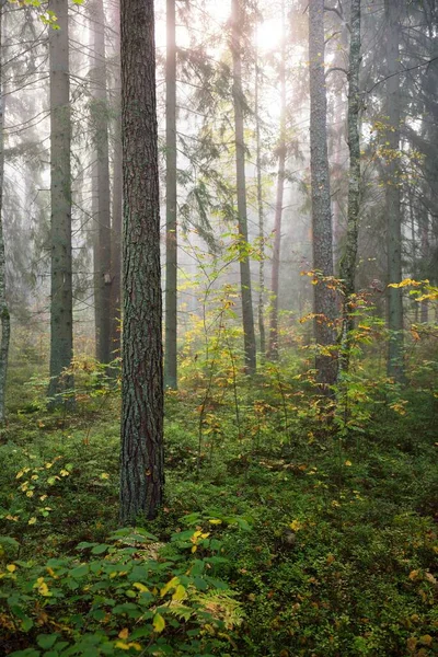 Stimmungsvolle Waldlandschaft Nebel Bei Sonnenaufgang Sanftes Sonnenlicht Sonnenstrahlen Alte Grüne — Stockfoto