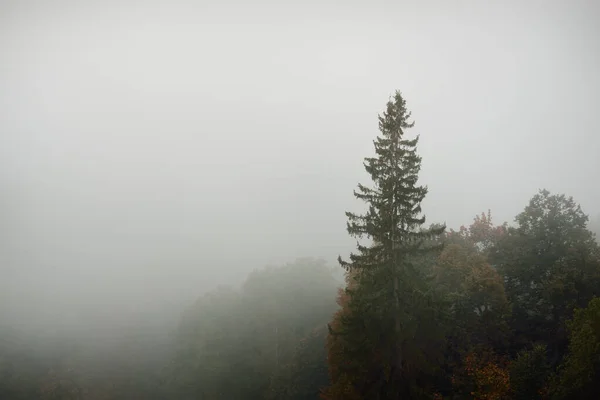 Gauja river valley and pine forest in a clouds of mysterious morning fog at sunrise, fir trees close-up. Sigulda, Latvia. Breathtaking panoramic aerial view. Pure nature, environment, eco tourism