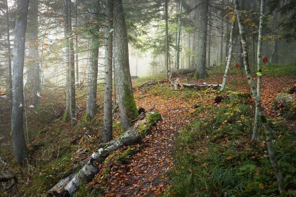 Weg Durch Den Wald Geheimnisvollen Morgennebel Natürlicher Tunnel Der Bunten — Stockfoto