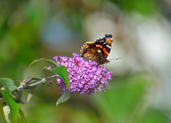 Almirante Rojo Vanessa Atalanta Mariposa Las Flores Color Rosa Cerca — Foto de Stock