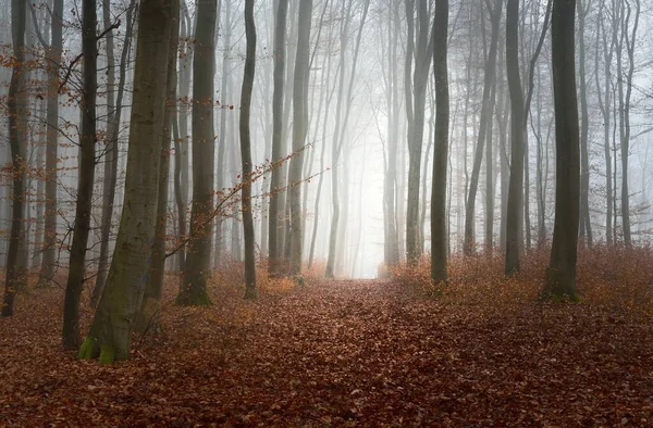 Vista Panorámica Del Sendero Través Del Misterioso Bosque Hayas Niebla —  Fotos de Stock