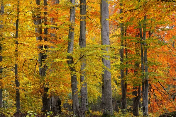 Malerische Landschaft Des Goldenen Buchenwaldes Mächtige Baumstämme Bunte Gelbe Rote — Stockfoto