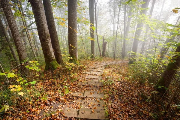 Vista Ángulo Alto Escalera Del Bosque Madera Una Niebla Del — Foto de Stock