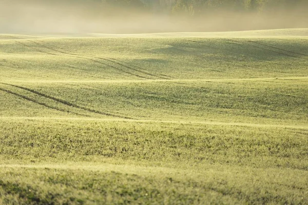 Green Arado Campo Agrícola Com Trilhas Trator Nascer Sol Close — Fotografia de Stock