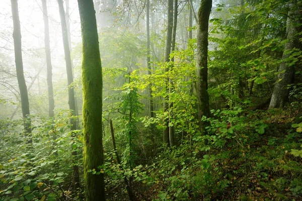 日の出の霧の中で森の丘の大気中の風景 柔らかい光 サンビーム 緑の木 カラフルな葉 植物のクローズアップ ラトビアのシグルダ 生態系 エコツーリズム — ストック写真