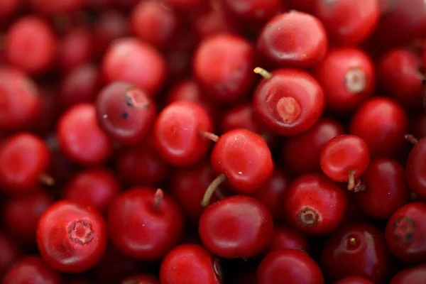 Gros Plan Sur Les Baies Rouges Forêt Airelle Motif Naturel — Photo