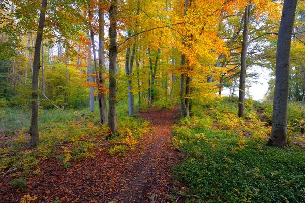 Pathway Door Heuvels Van Beukenbos Machtige Boomstammen Geel Rood Oranje — Stockfoto