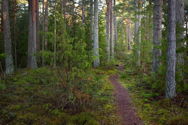Μονοπάτι Μέσα Από Καταπράσινο Δάσος Καλυμμένο Παγετό Μαλακό Φως Ηλιοβασιλέματος — Φωτογραφία Αρχείου