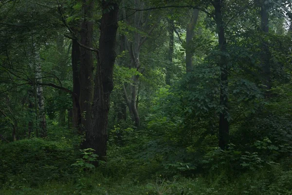 Anciens Arbres Verts Dans Brouillard Matinal Gros Plan Forêt Feuillus — Photo