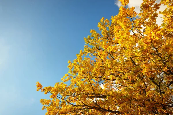 Mighty Oak Tree Colorful Yellow Orange Golden Leaves Clear Blue — Stock Photo, Image