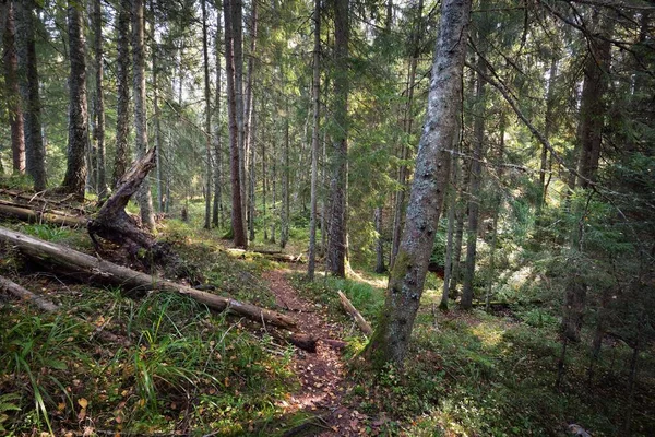 Μονοπάτι Μέσα Στο Καταπράσινο Δάσος Αρχαία Πεύκα Και Φυλλοβόλα Δέντρα — Φωτογραφία Αρχείου