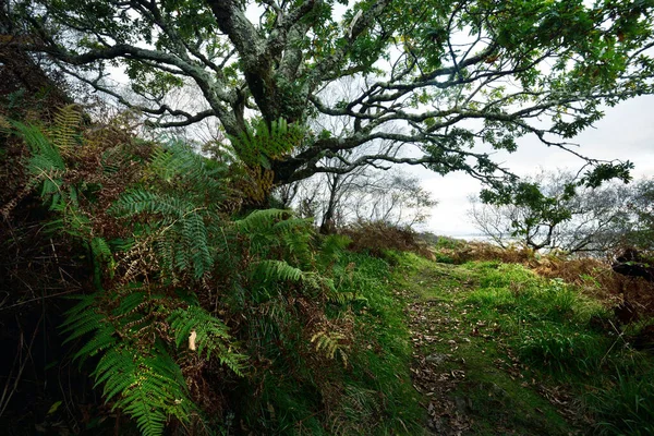 Breathtaking View Scottish Rainforest Ancient Trees Moss Fern Close Pure — Stock Photo, Image