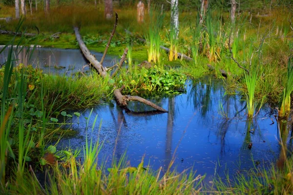 Petit Marais Lac Dans Forêt Feuilles Persistantes Grumes Arbres Moussus — Photo