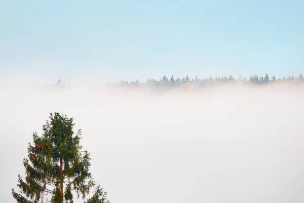 Vale Rio Gauja Floresta Pinheiros Nuvens Misteriosa Neblina Matinal Nascer — Fotografia de Stock
