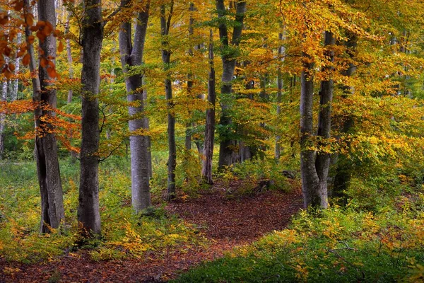 Pittoresk Landschap Van Het Donkere Mysterieuze Beukenbos Machtige Bomen Geel — Stockfoto