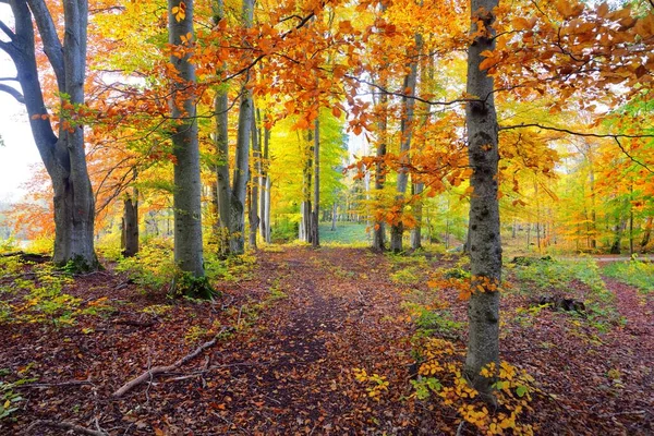 Panoramisch Uitzicht Heuvels Een Beukenbos Machtige Boomstammen Geel Rood Oranje — Stockfoto