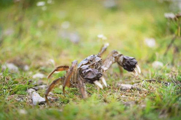 Eriocheir Sinensis Cangrejo Una Hierba Verde Primer Plano Mariscos Daños — Foto de Stock