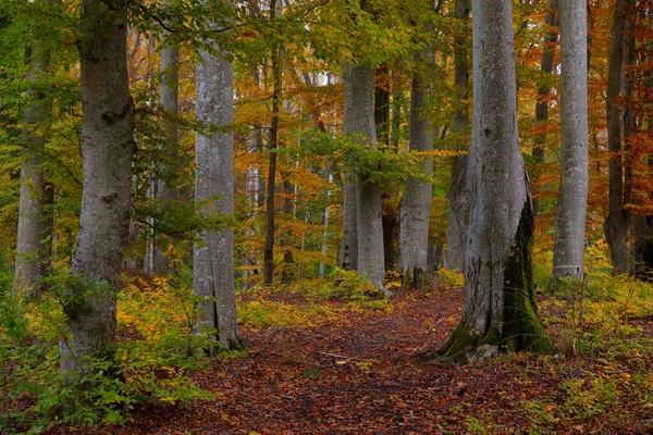 Paysage Pittoresque Sombre Forêt Mystérieuse Hêtres Arbres Puissants Feuilles Jaunes — Photo