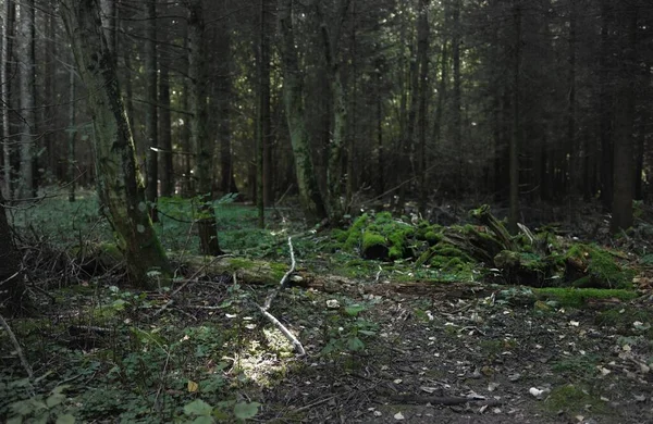 Paysage Pittoresque Forêt Feuilles Persistantes Pin Ancien Arbres Feuilles Caduques — Photo