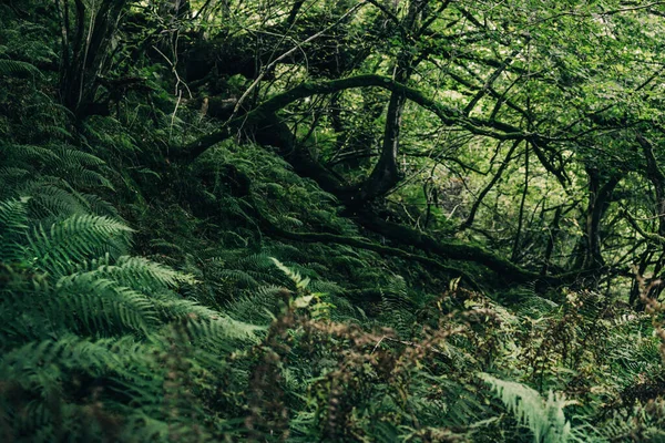 Adembenemend Uitzicht Het Schotse Regenwoud Oude Bomen Mos Varens Van — Stockfoto