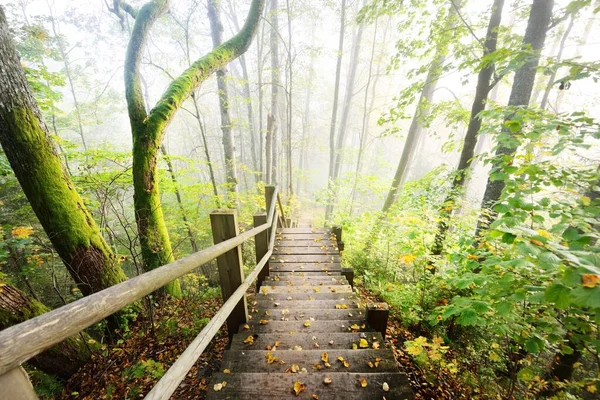 Blick Von Oben Auf Die Hölzerne Waldtreppe Nebel Des Sonnenaufgangs — Stockfoto