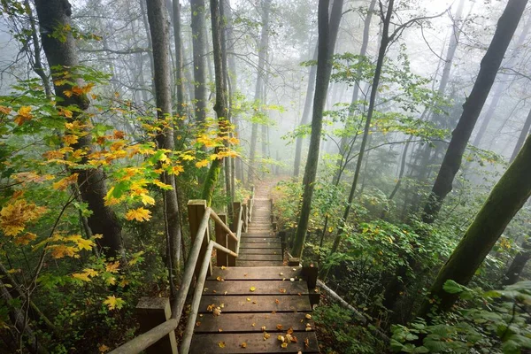 Vista Ángulo Alto Escalera Del Bosque Madera Una Niebla Del — Foto de Stock