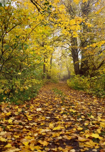 Шлях Сільська Дорога Алея Лісі Листяні Дерева Барвистим Зеленим Жовтим — стокове фото