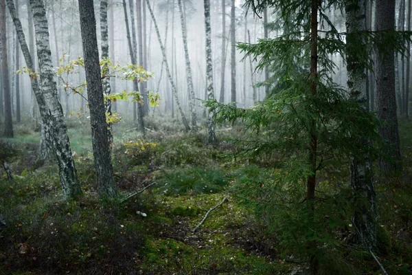 Güneş Doğarken Sisli Yemyeşil Ormanın Karanlık Atmosferik Manzarası Çam Köknar — Stok fotoğraf
