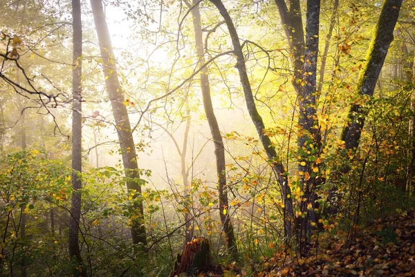 Ατμοσφαιρικό Τοπίο Των Λόφων Του Δάσους Ομίχλη Ξημέρωμα Χρυσό Φως — Φωτογραφία Αρχείου