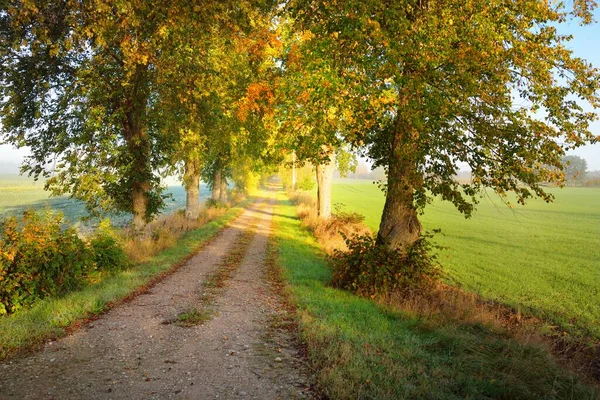 Old Single Lane Country Road Oak Alley Village Fields Forest — Stock Photo, Image