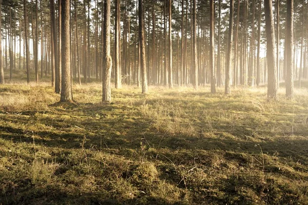 Евергрін Ліс Заході Сонця Стіна Могутніх Соснових Дерев Зблизька Чисте — стокове фото