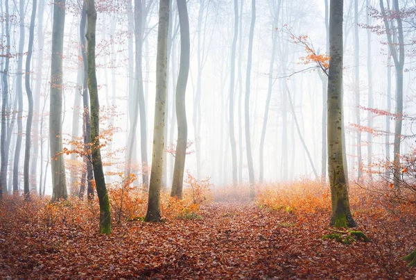 Vue Panoramique Sentier Travers Mystérieuse Forêt Hêtres Brouillard Matinal Épais — Photo