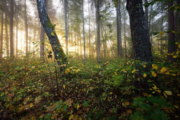 Vue Panoramique Forêt Mystérieuse Dans Brouillard Lever Soleil Lumière Douce — Photo