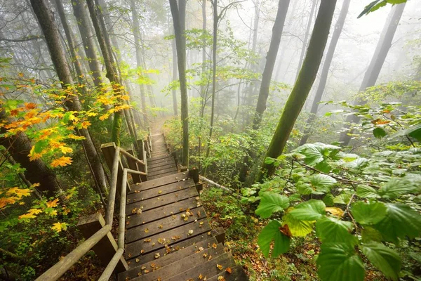 Vista Ángulo Alto Escalera Del Bosque Madera Una Niebla Del — Foto de Stock