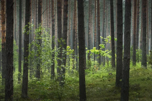 Древние Вечнозеленые Сосны Утреннем Тумане Латвия Атмосферный Пейзаж Эко Туризм — стоковое фото