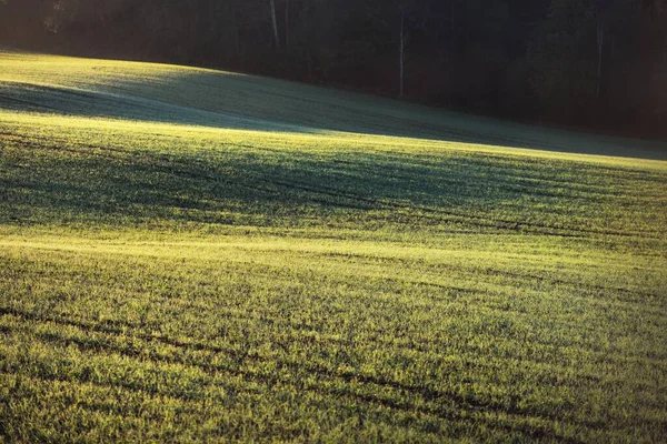 Green Arado Campo Agrícola Com Trilhas Trator Nascer Sol Close — Fotografia de Stock