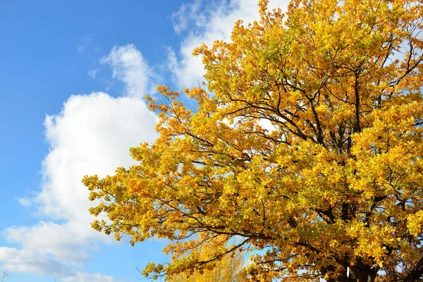 Mighty Oak Tree Colorful Yellow Orange Golden Leaves Clear Blue Royalty Free Stock Photos