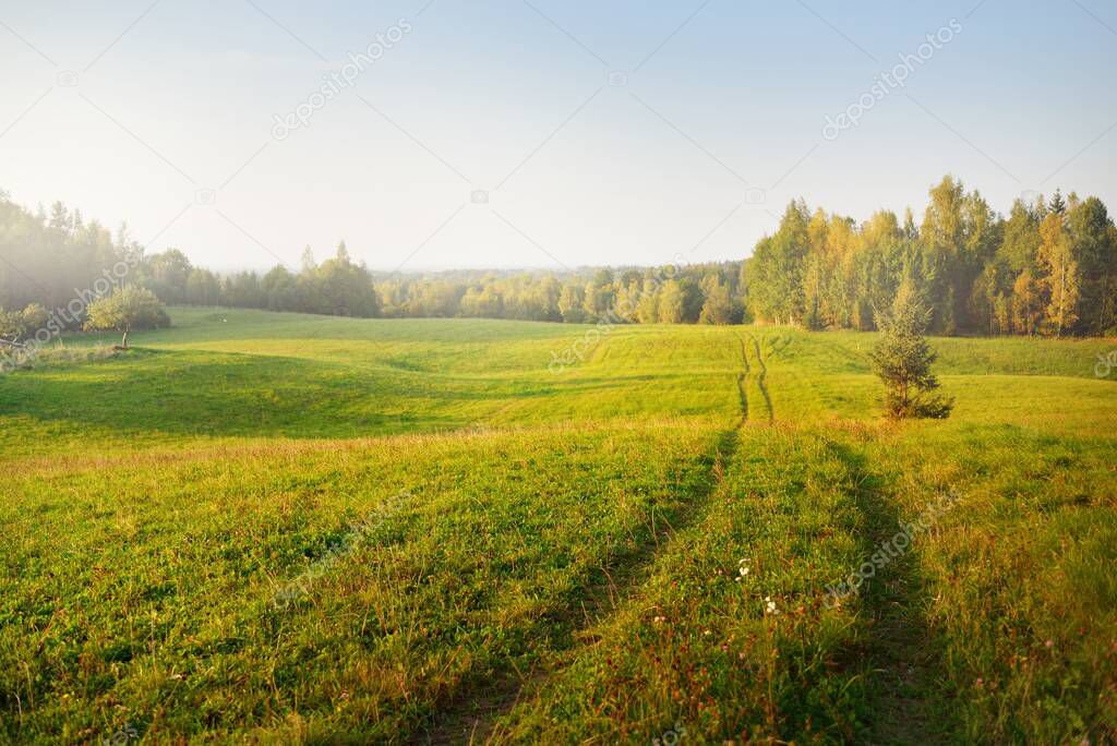 Green agricultural field and forest at sunset. Tractor tracks close-up. Idyllic rural scene. Early autumn. Farm and food industry, ecology, environmental damage and conservation, nature