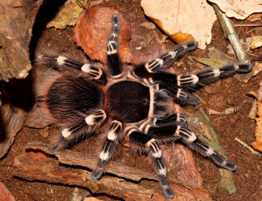 Tarantula acanthoscurria geniculata