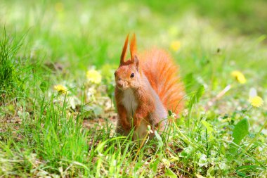 tatlı turuncu sincap