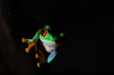 frog  Agalychnis callidryas clipart