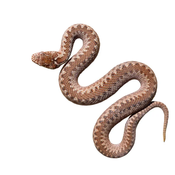 Cobra víbora comum isolada — Fotografia de Stock