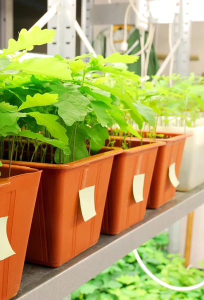 Plantas verdes em laboratório — Fotografia de Stock