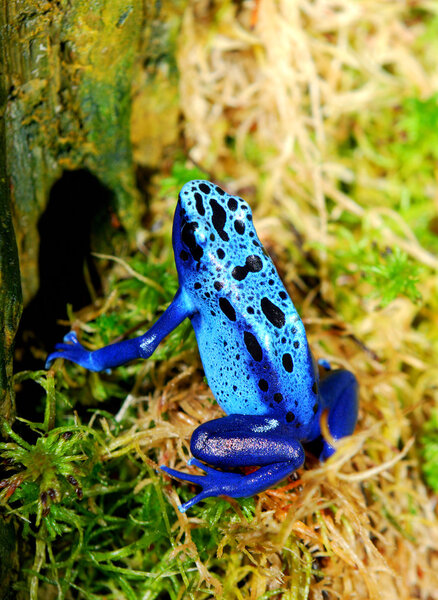 Цветная синяя лягушка
