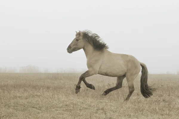 Horse running in fog — Stock Photo, Image